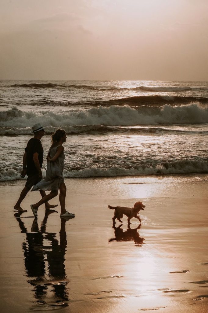 Urlaub mit Hund am Meer Bild
